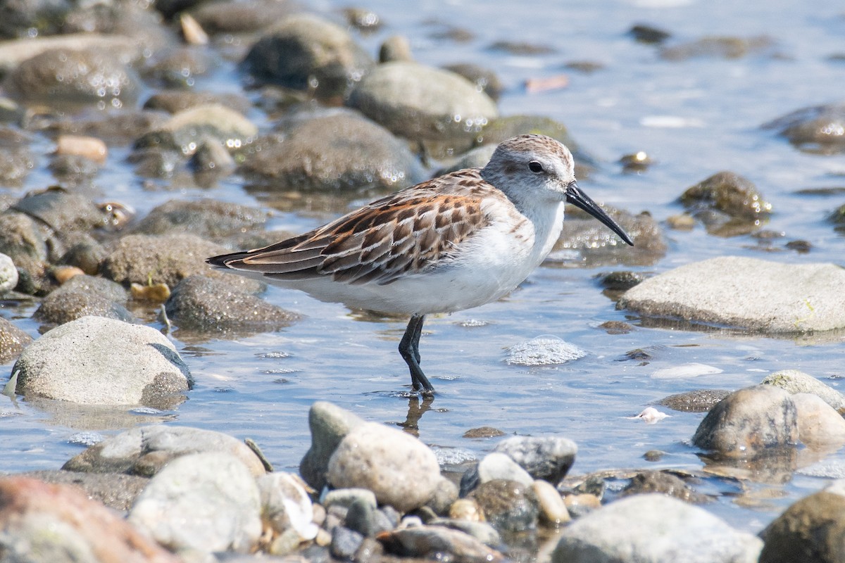 Western Sandpiper - ML608485962