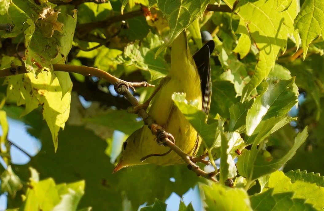 Yellow Warbler - ML608485976