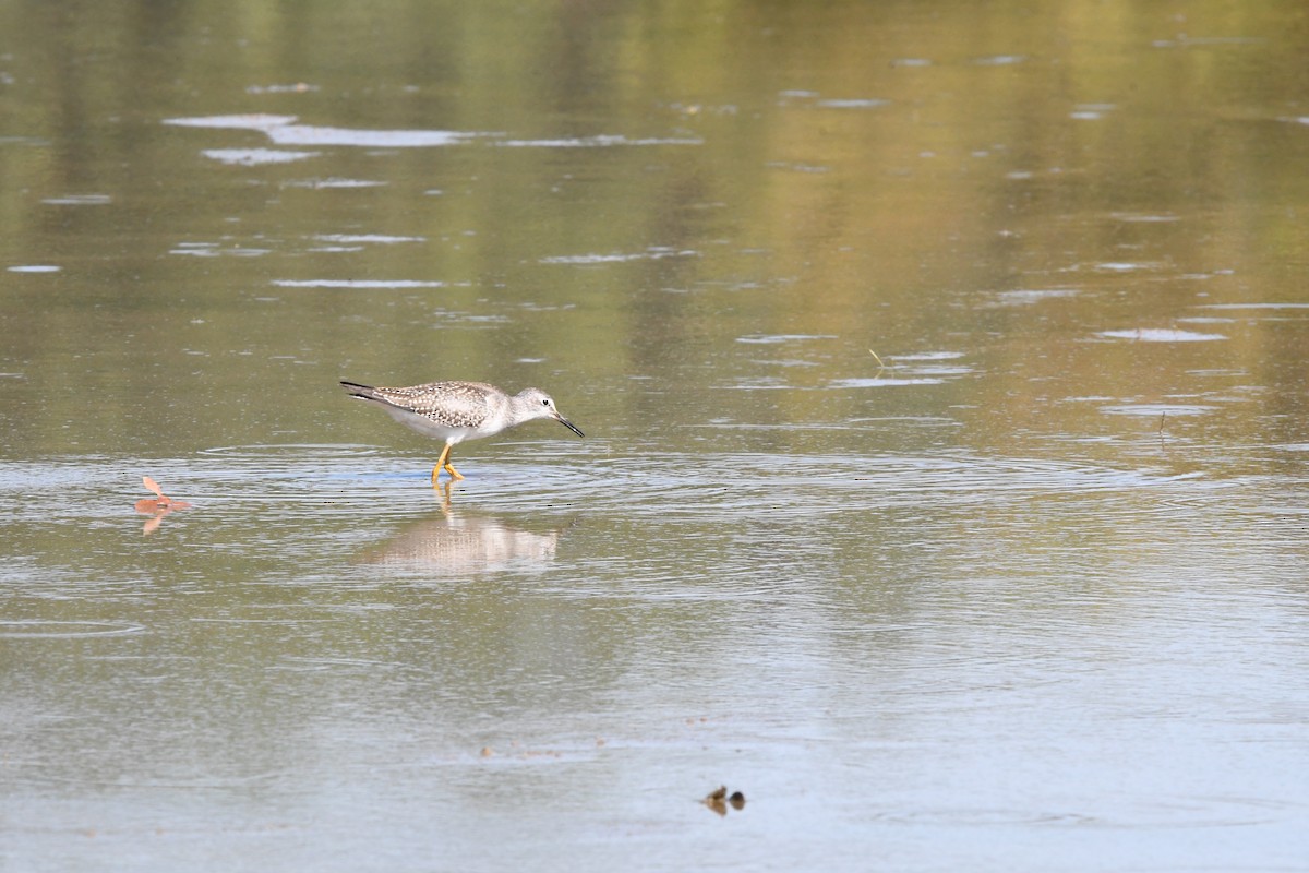 Lesser Yellowlegs - ML608486016