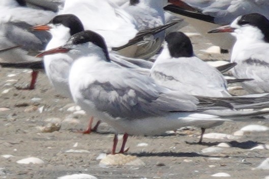 Common Tern - ML608486044