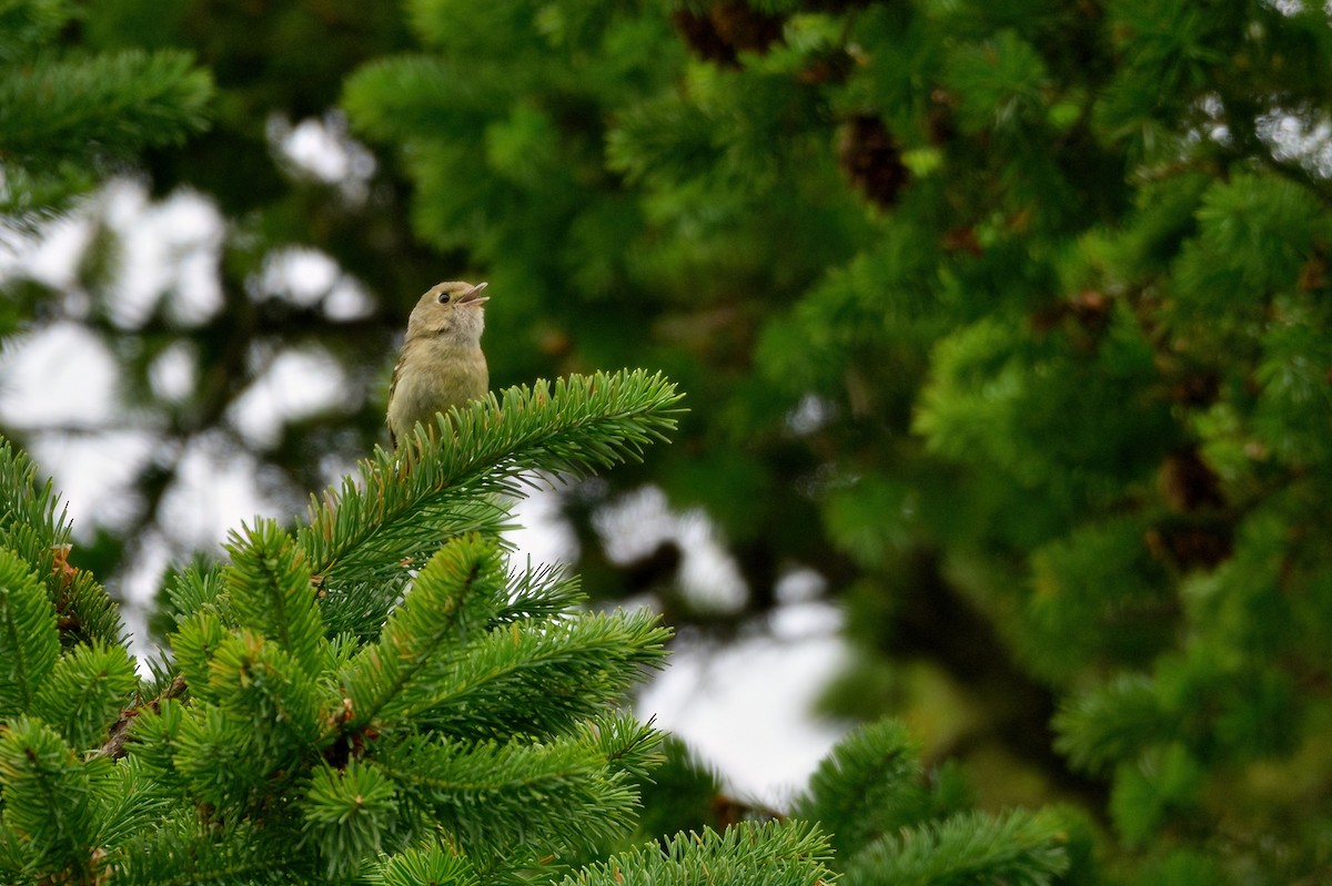 Hutton's Vireo - ML608486051