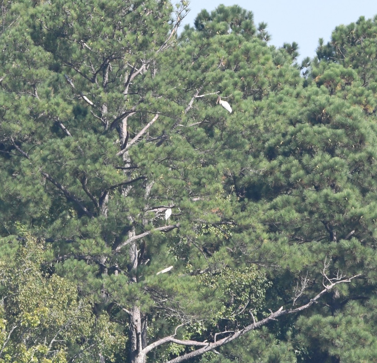 Wood Stork - ML608486069
