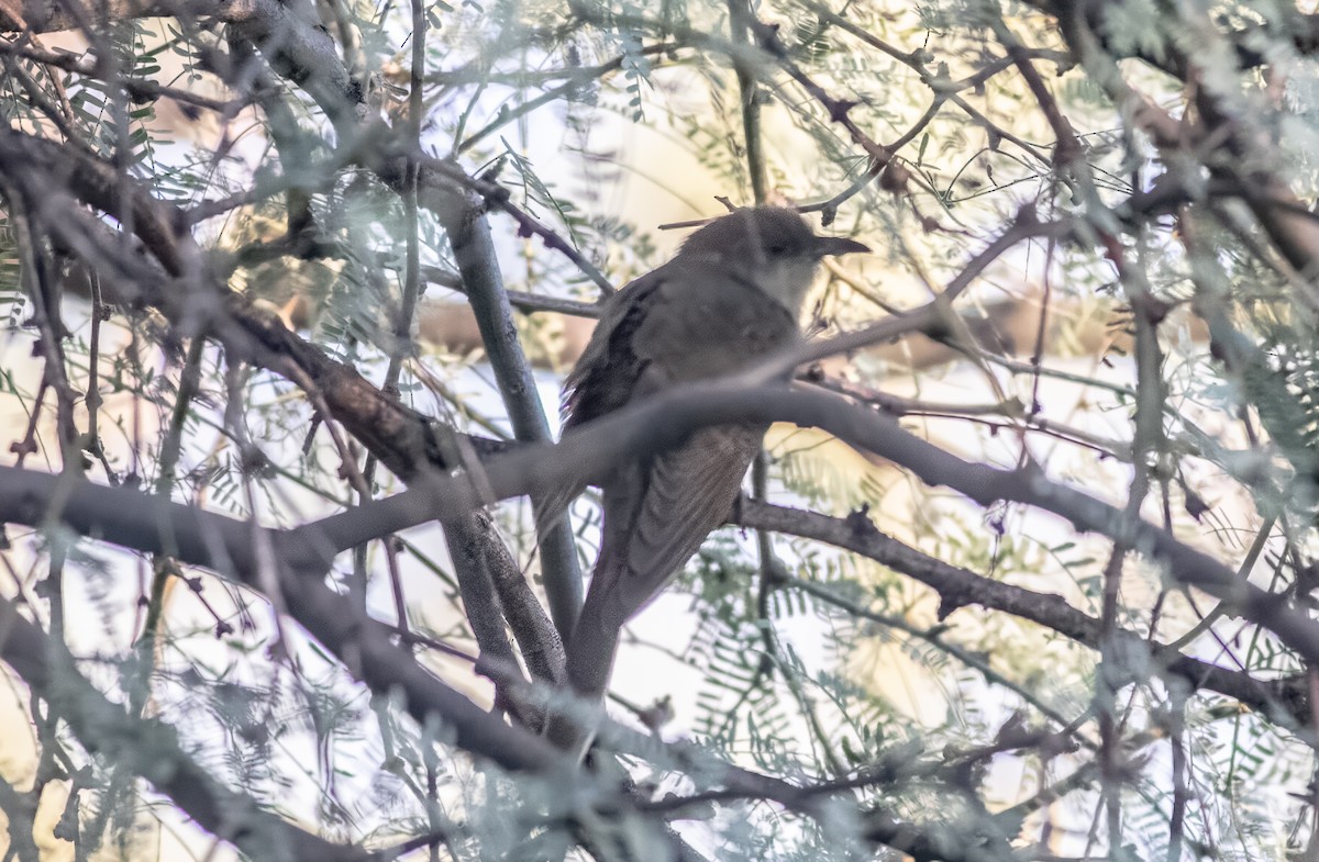 Yellow-billed Cuckoo - Nick Pulcinella