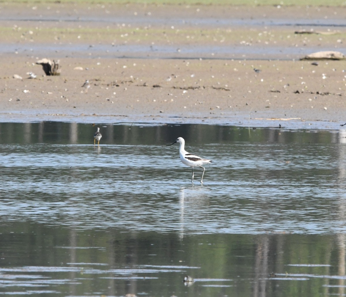 American Avocet - ML608486111