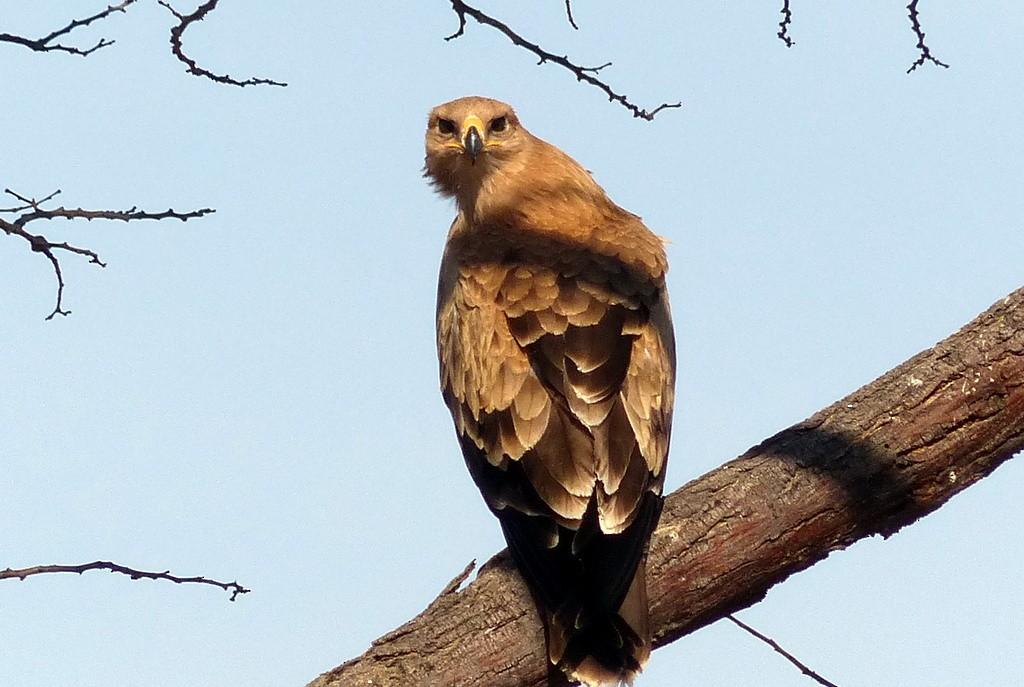 Águila Rapaz - ML608486161