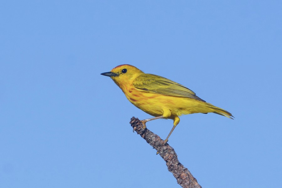 Canario de Mangle [grupo petechia] - eBird