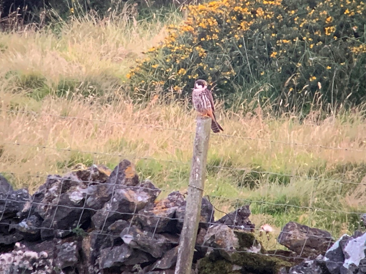 Eurasian Hobby - ML608486224