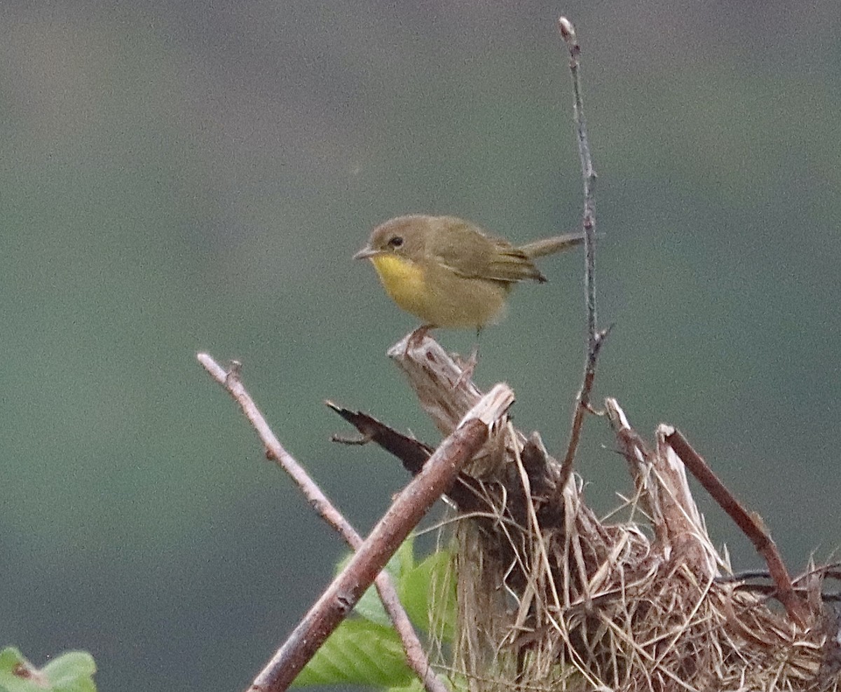 Common Yellowthroat - ML608486241