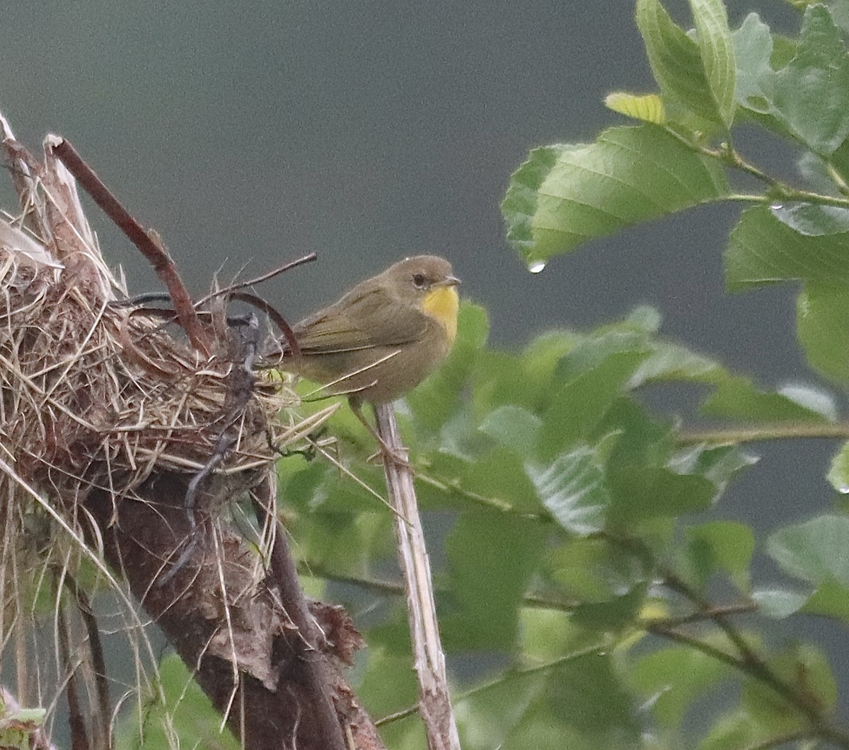 Common Yellowthroat - Francis Porter