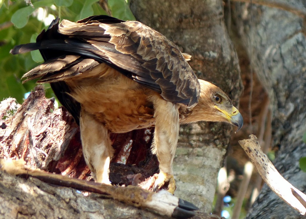 Águila Rapaz - ML608486284