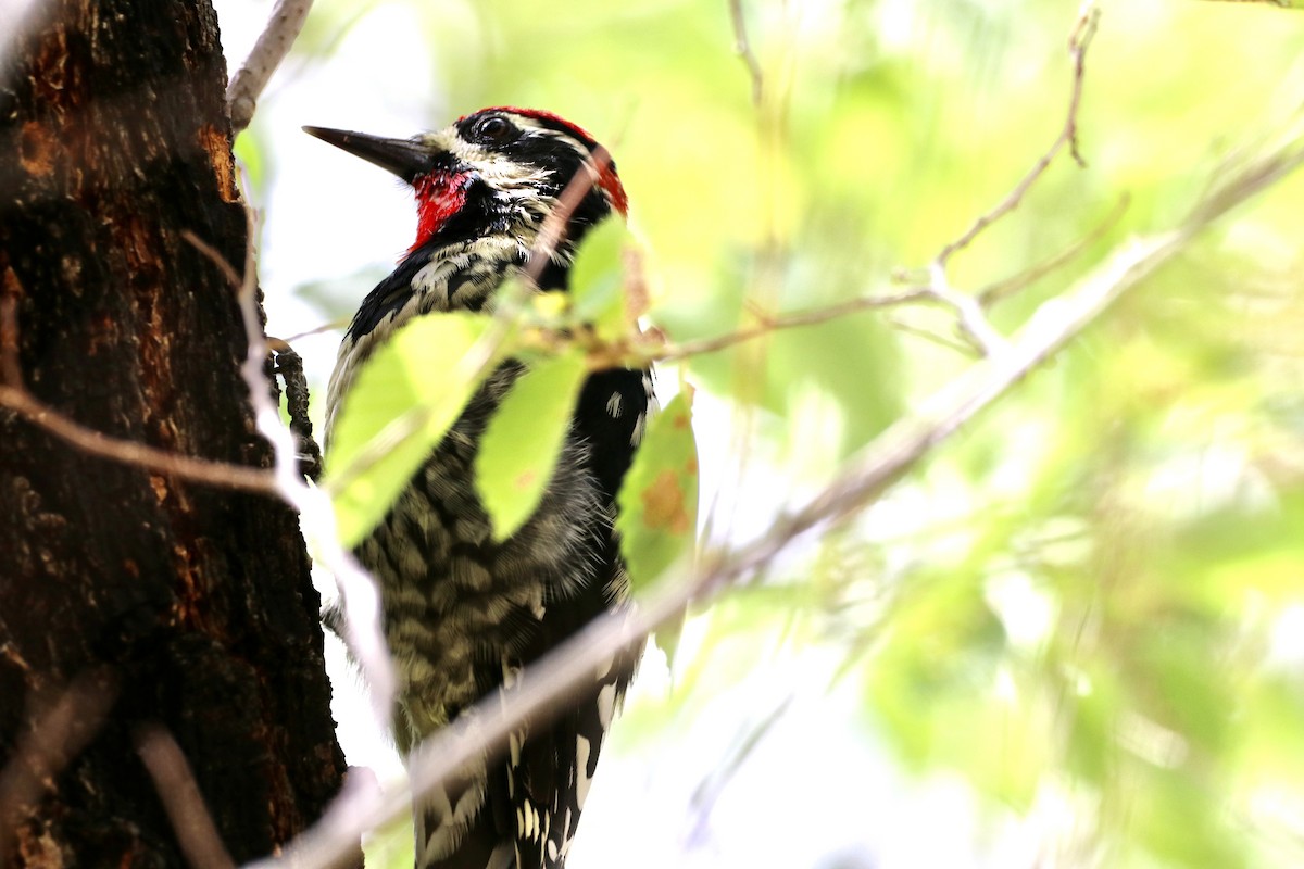 Red-naped Sapsucker - ML608486452