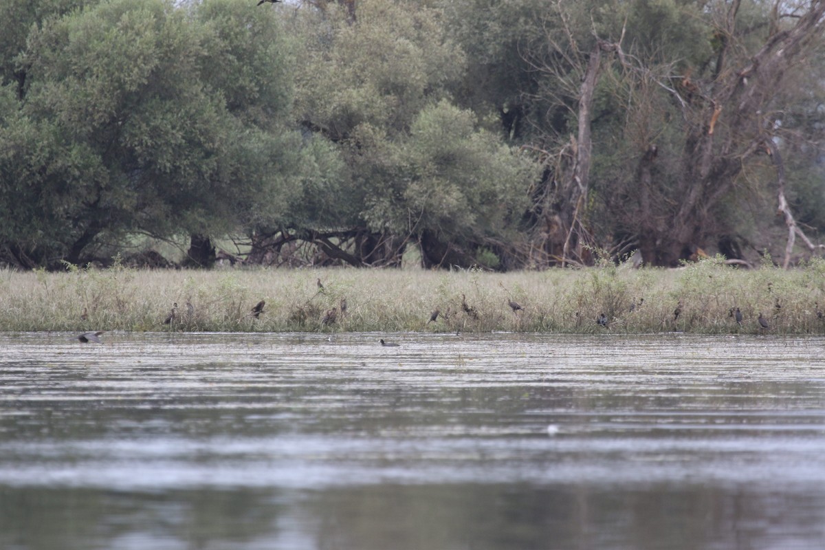 Pygmy Cormorant - Andy Balinsky