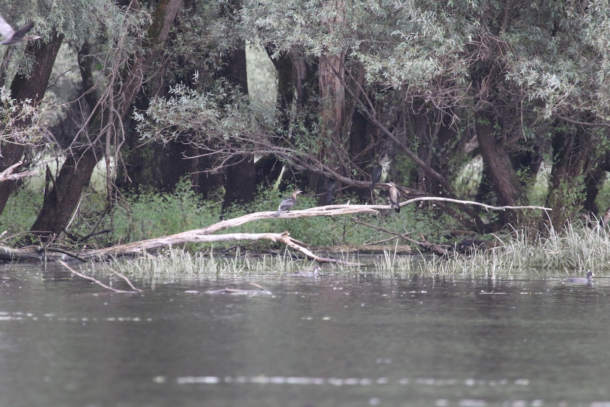 Pygmy Cormorant - Andy Balinsky