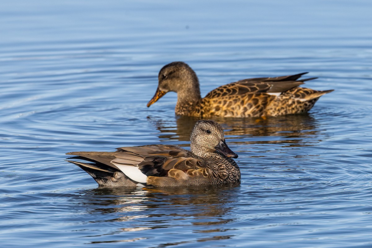 Gadwall - Bob Bowhay