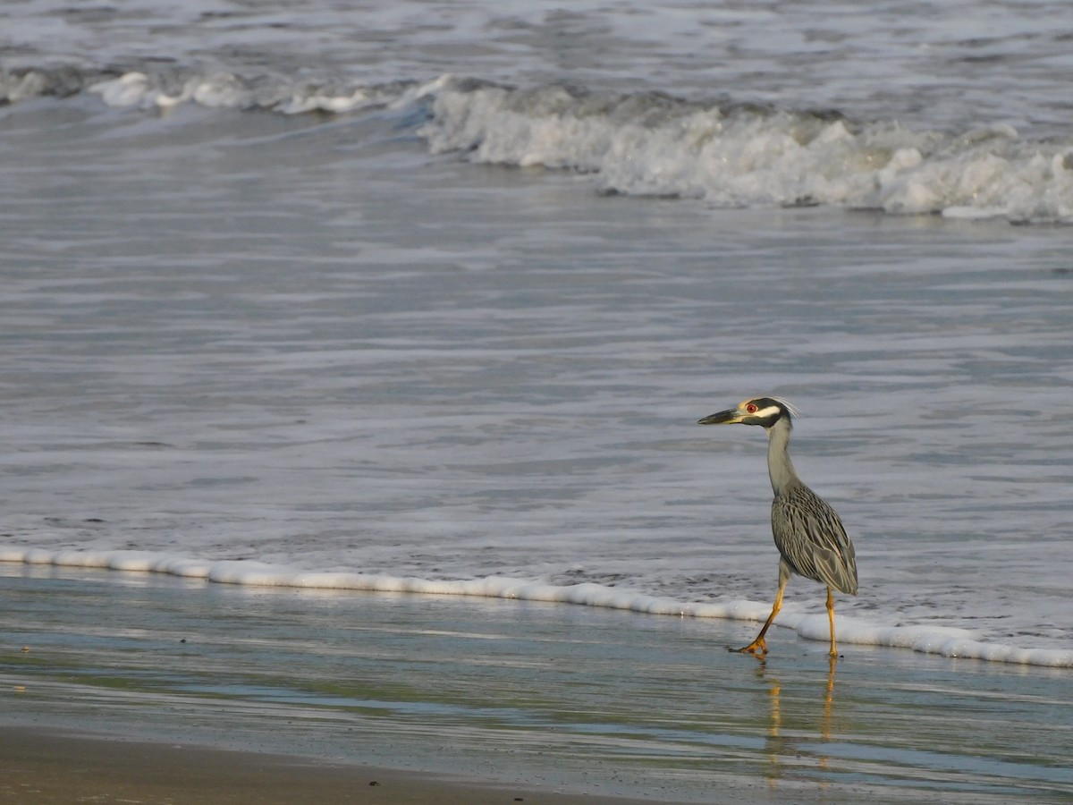 Yellow-crowned Night Heron - ML608486683