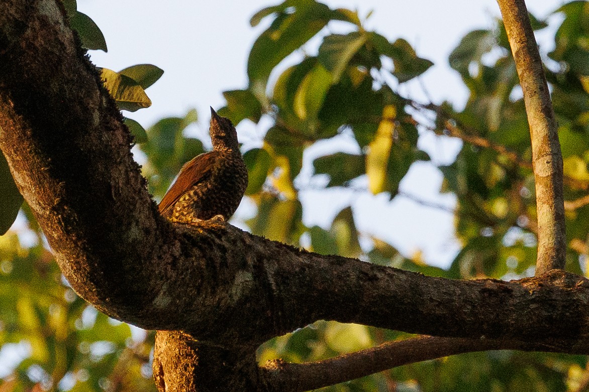 Green-backed Woodpecker (Little Green) - ML608486726