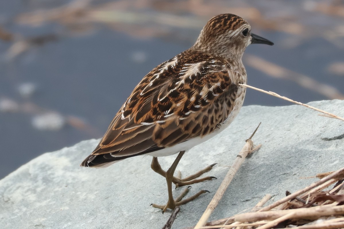 Least Sandpiper - ML608486816