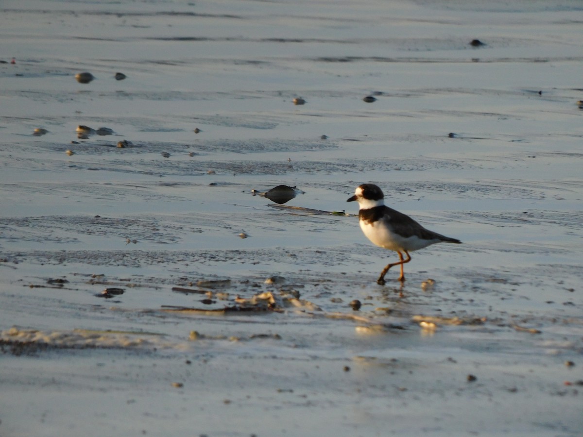 Semipalmated Plover - ML608486862