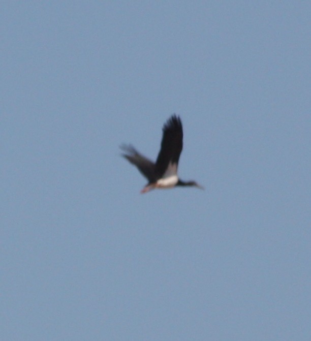 Abdim's Stork - ML608486870