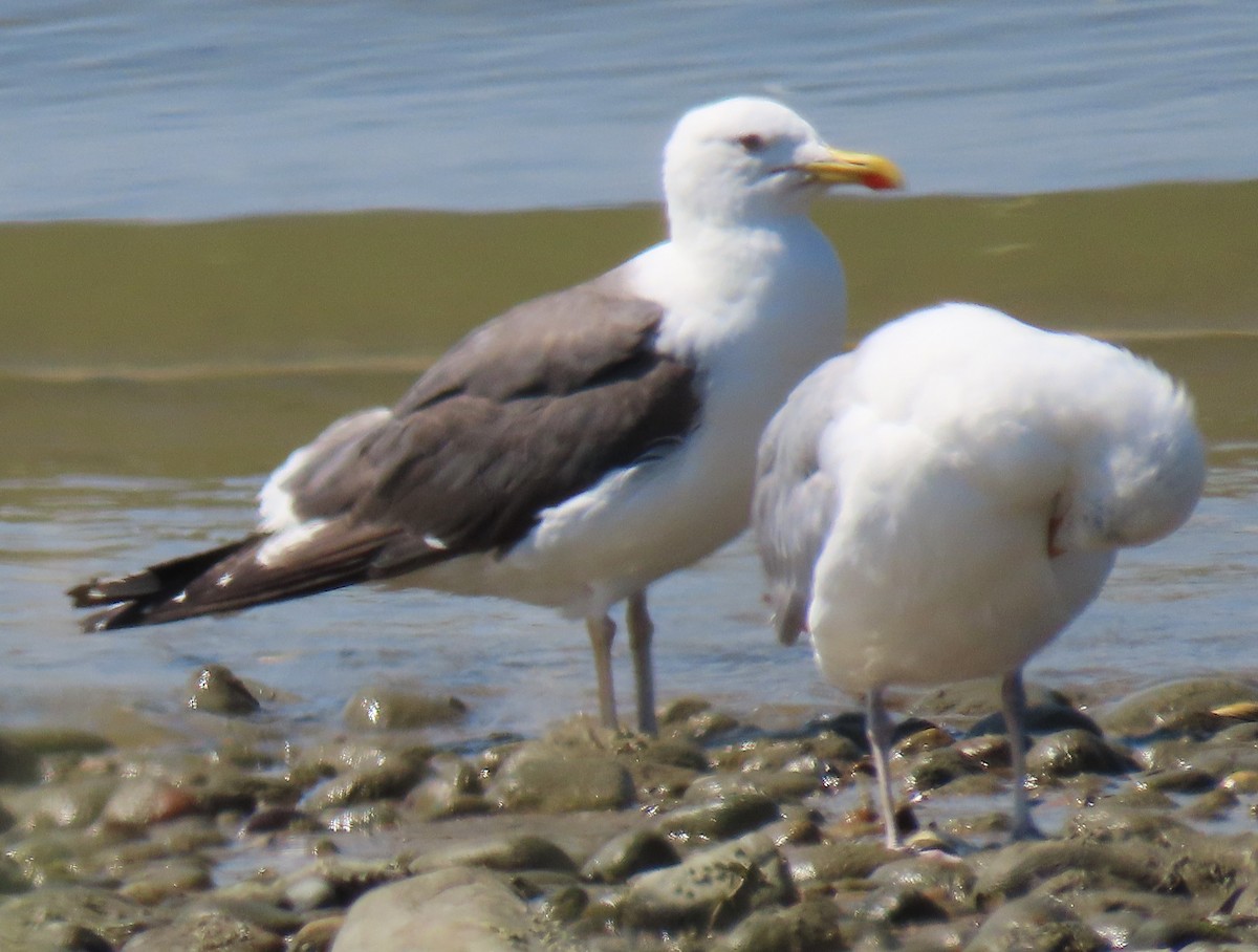 Lesser Black-backed Gull - ML608486958