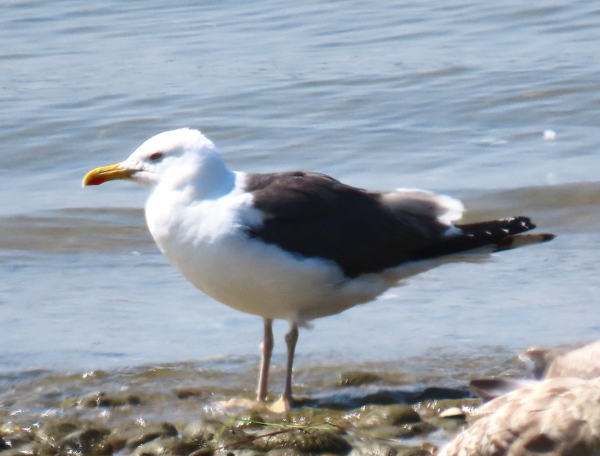 Lesser Black-backed Gull - ML608486959