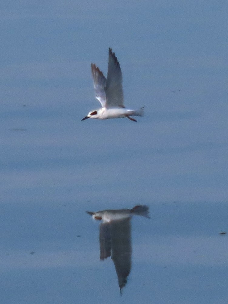 Forster's Tern - ML608486969