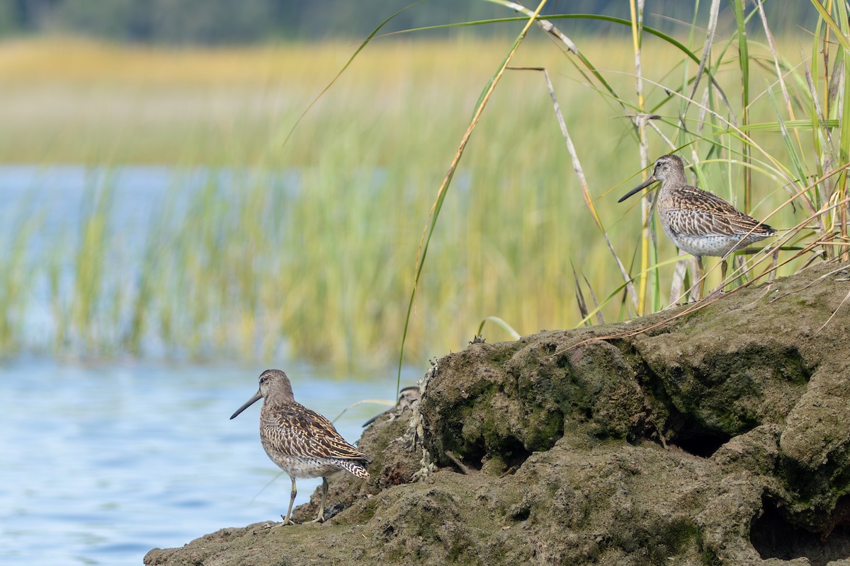 Short-billed Dowitcher - ML608487172