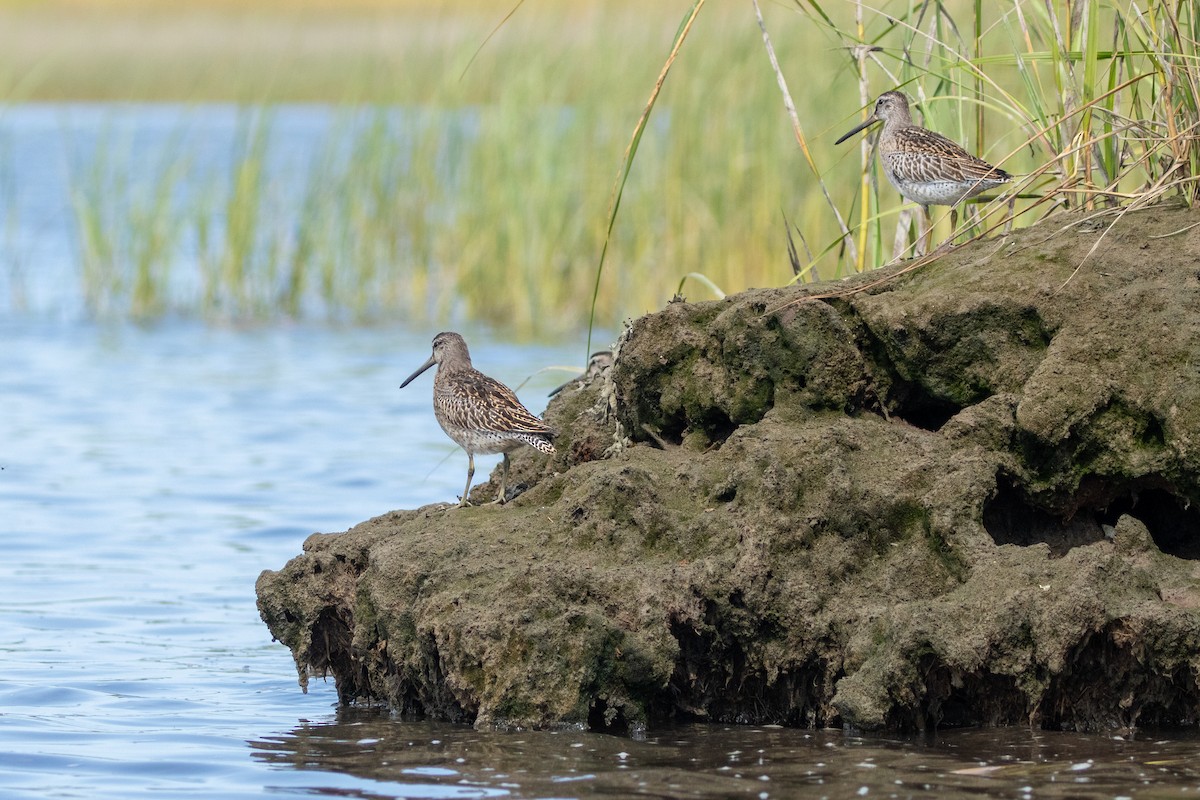 Short-billed Dowitcher - ML608487174