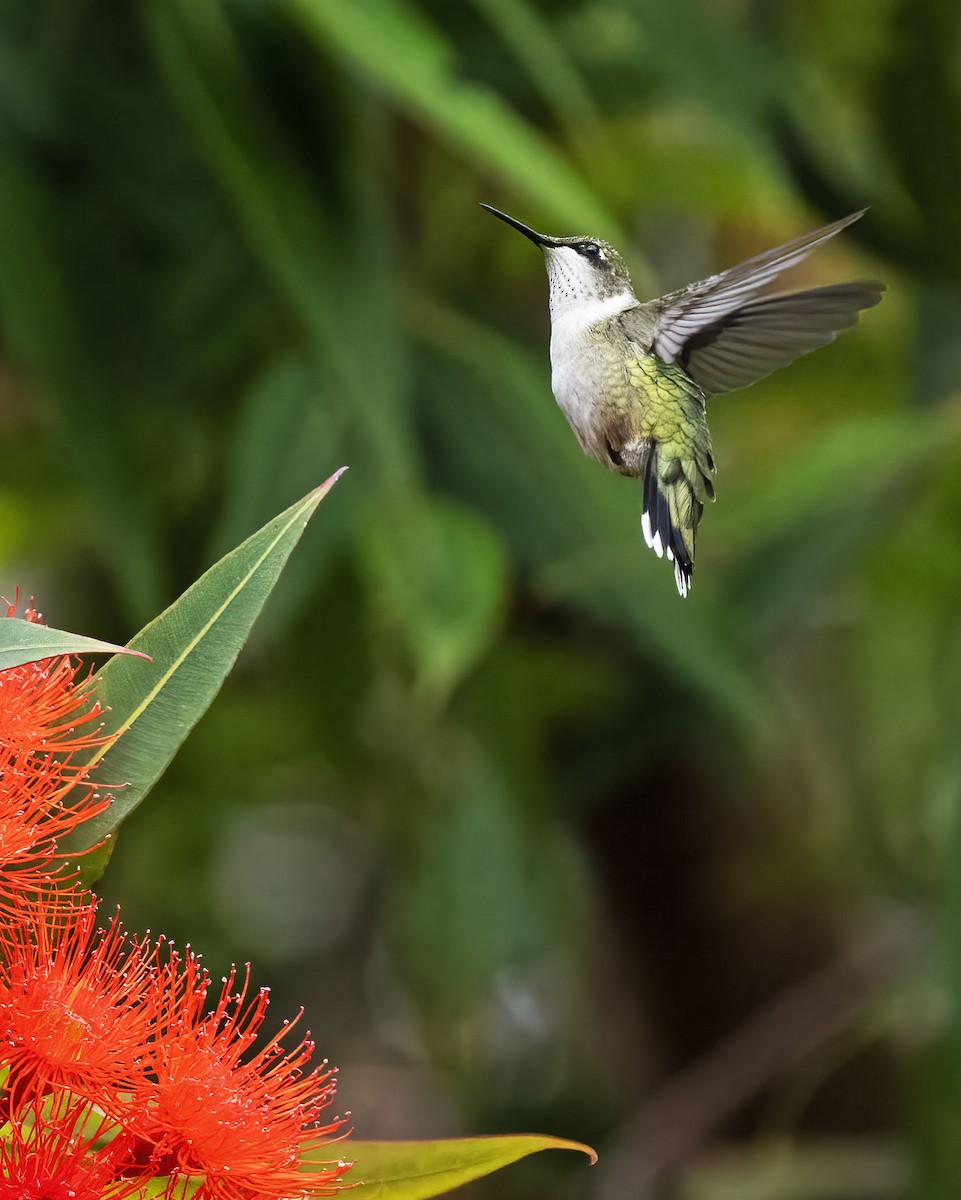 Colibri à gorge rubis - ML608487201