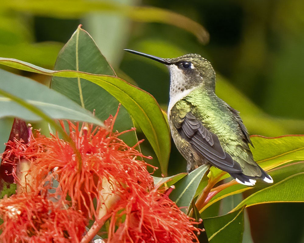 Colibri à gorge rubis - ML608487202