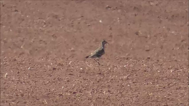 American Golden-Plover - ML608487286