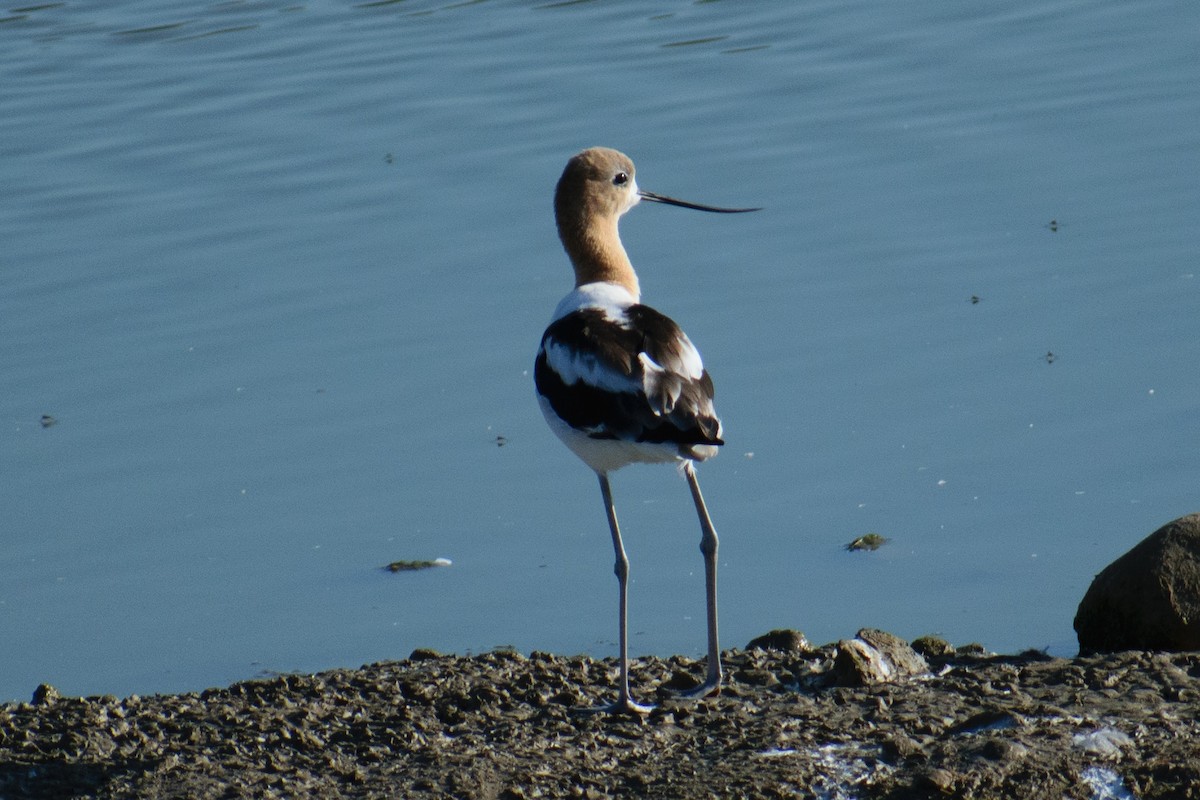 Avoceta Americana - ML608487295