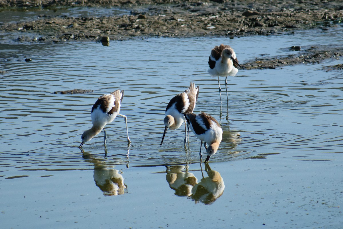 American Avocet - ML608487299