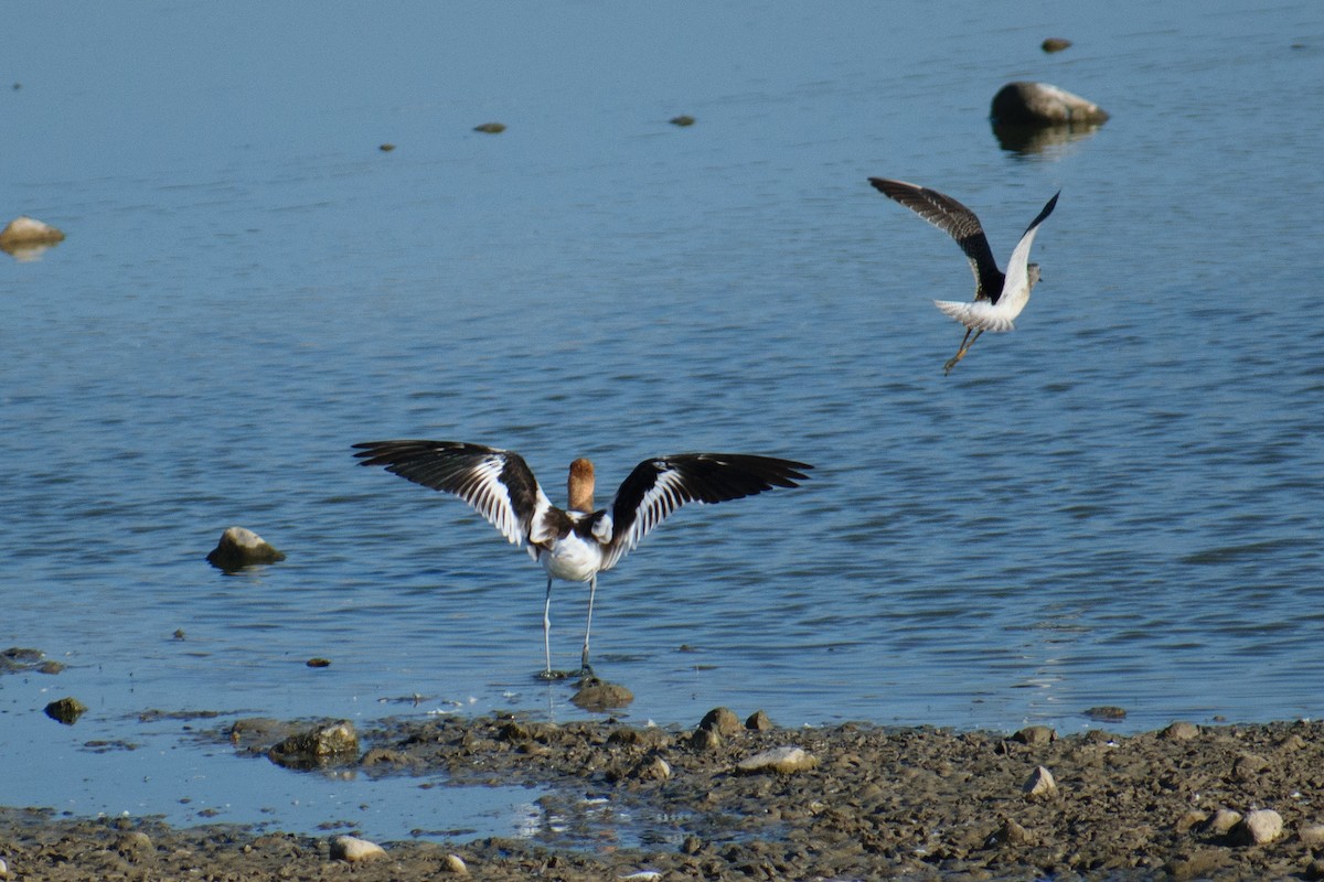 American Avocet - ML608487300