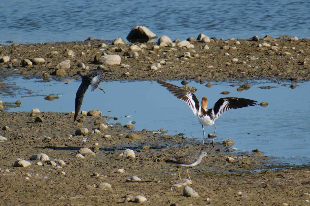 American Avocet - ML608487301