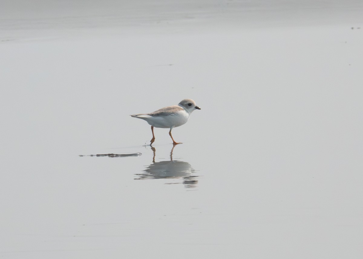 Piping Plover - ML608487366