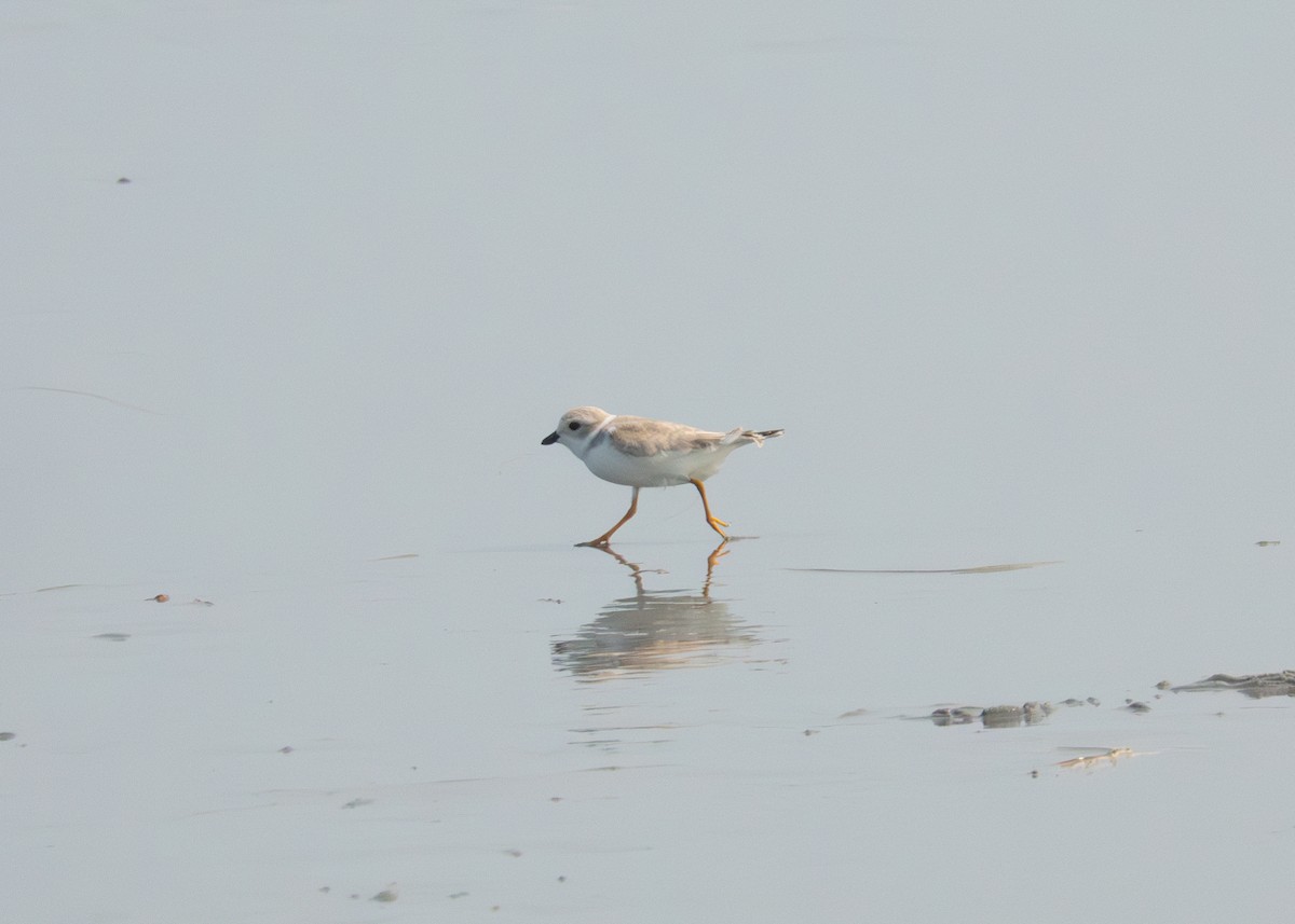 Piping Plover - ML608487367