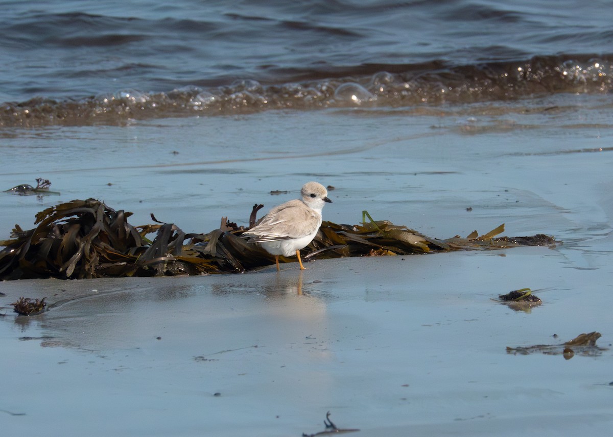 Piping Plover - ML608487368