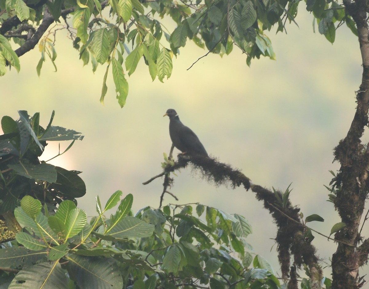 Band-tailed Pigeon - ML608487370