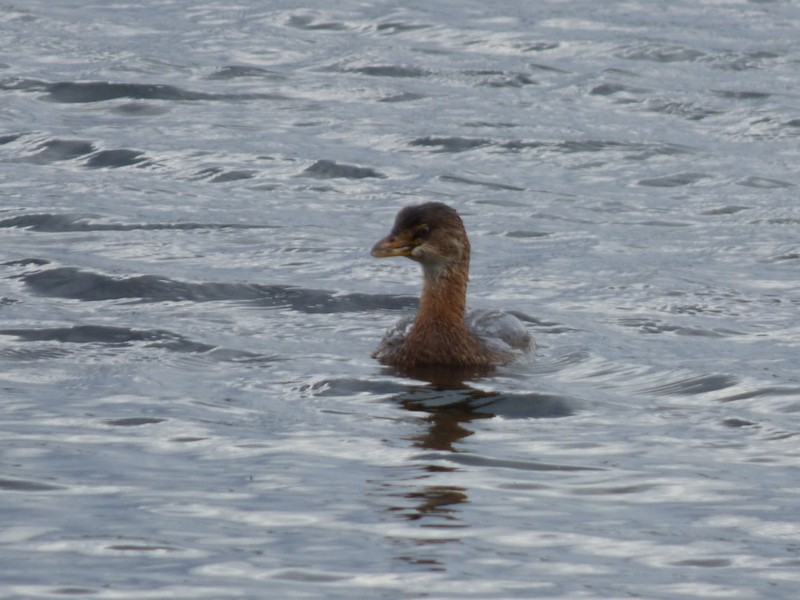 Red-necked Grebe - ML608487384