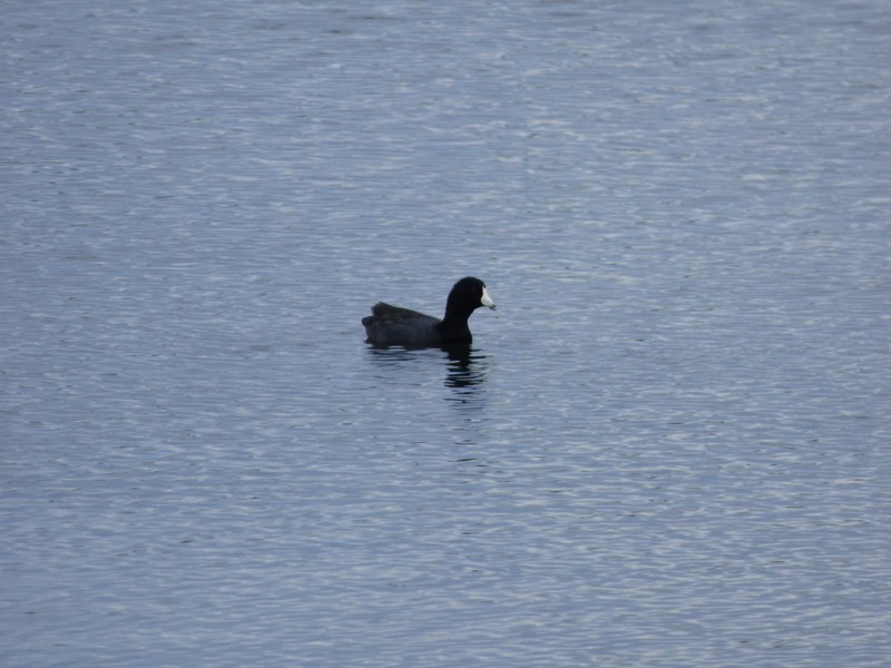 American Coot - ML608487390