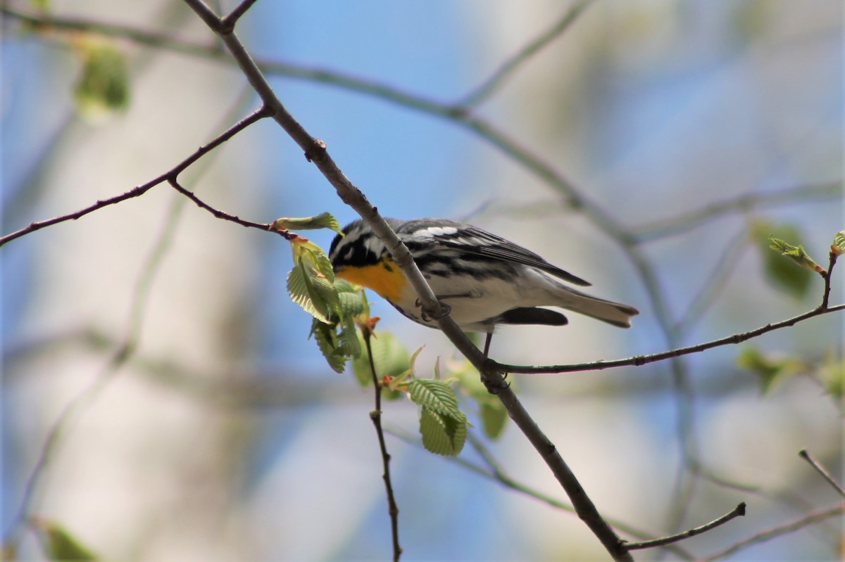 Yellow-throated Warbler - Andrew Staufer