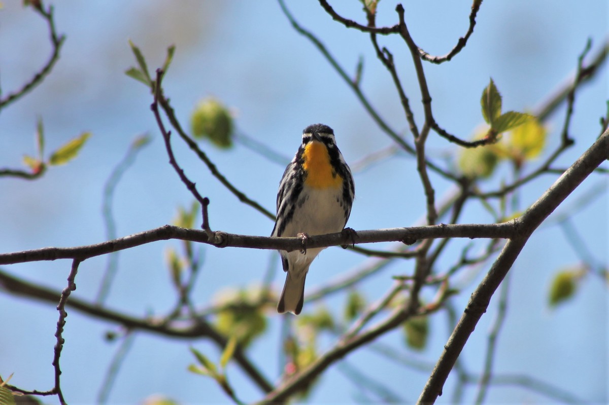 Yellow-throated Warbler - Andrew Staufer
