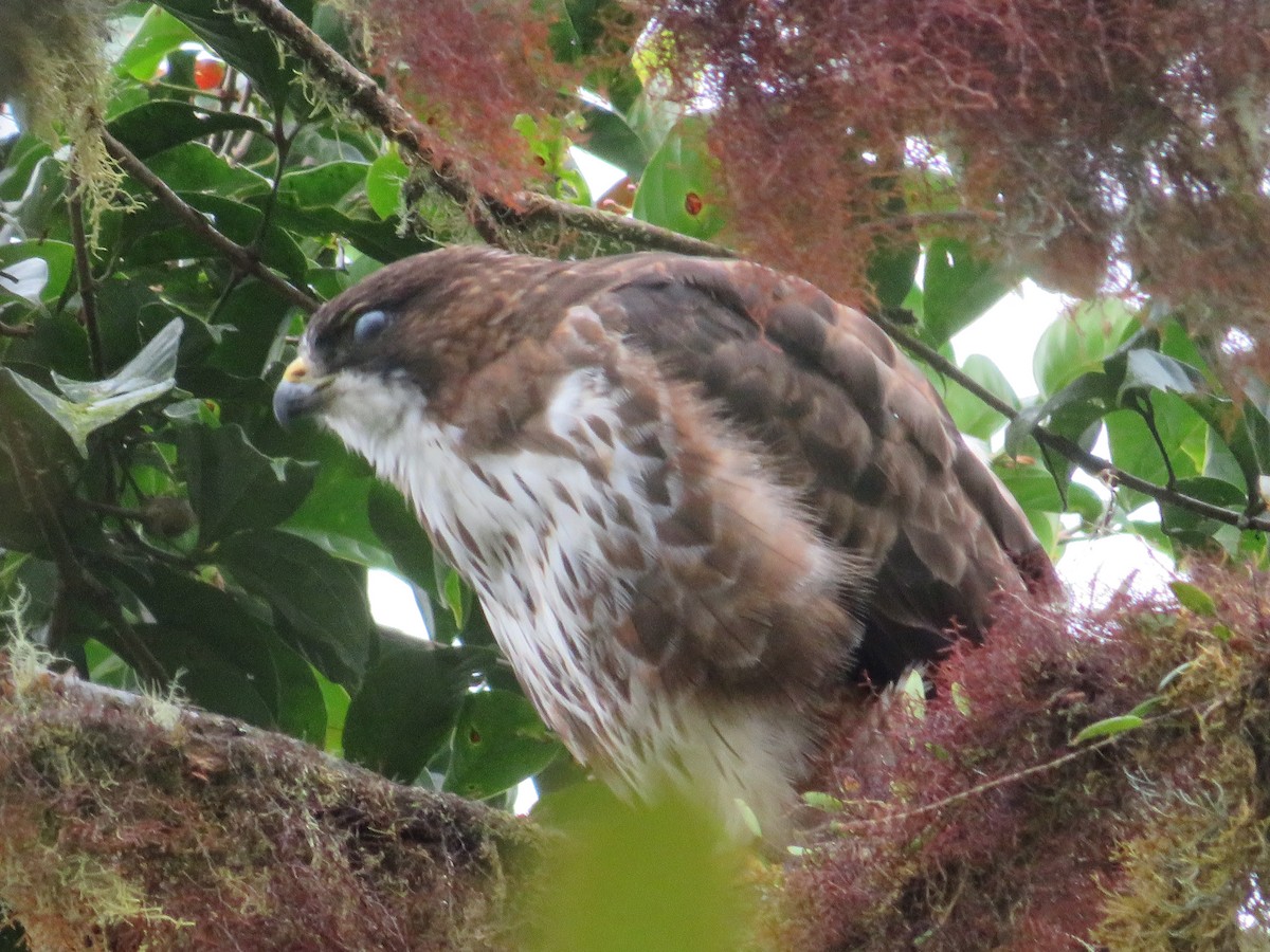 White-throated Hawk - ML608487556