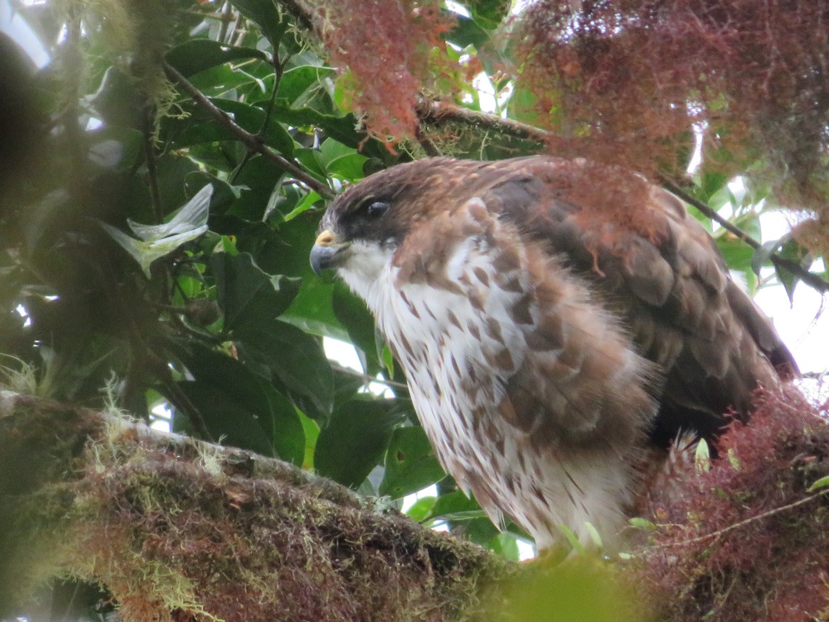 White-throated Hawk - ML608487557