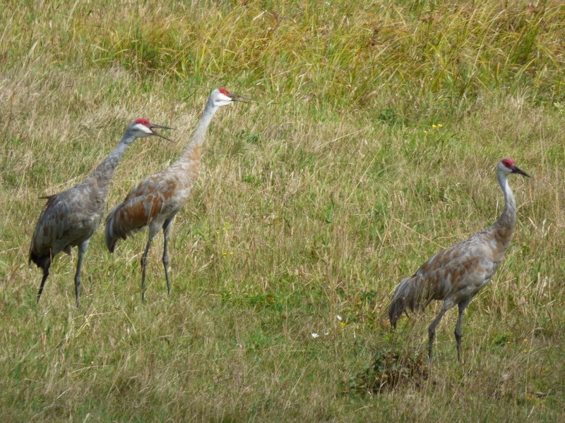 Sandhill Crane - ML608487610