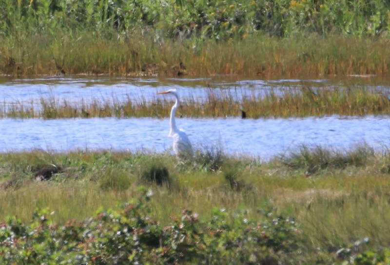 Great Egret - ML608487671