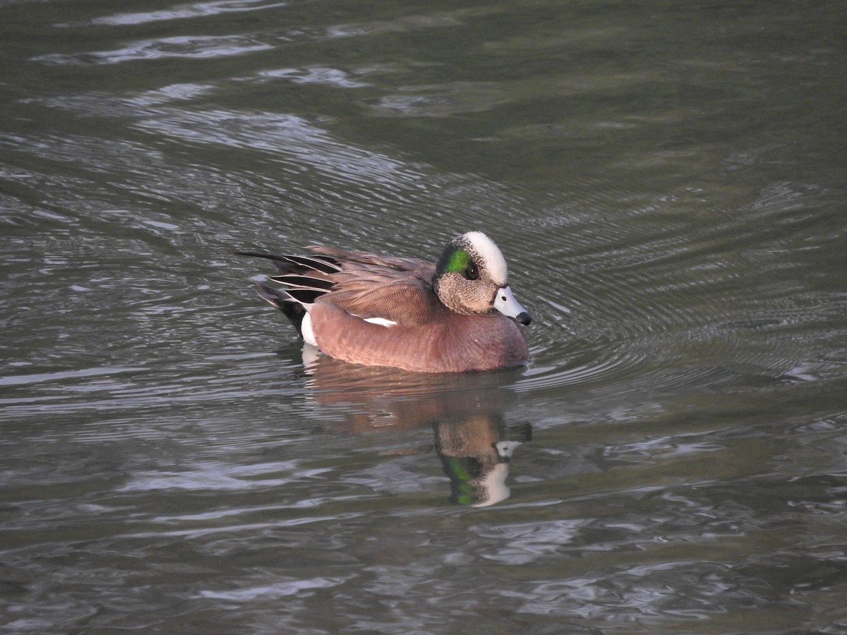 American Wigeon - Jeff Aufmann