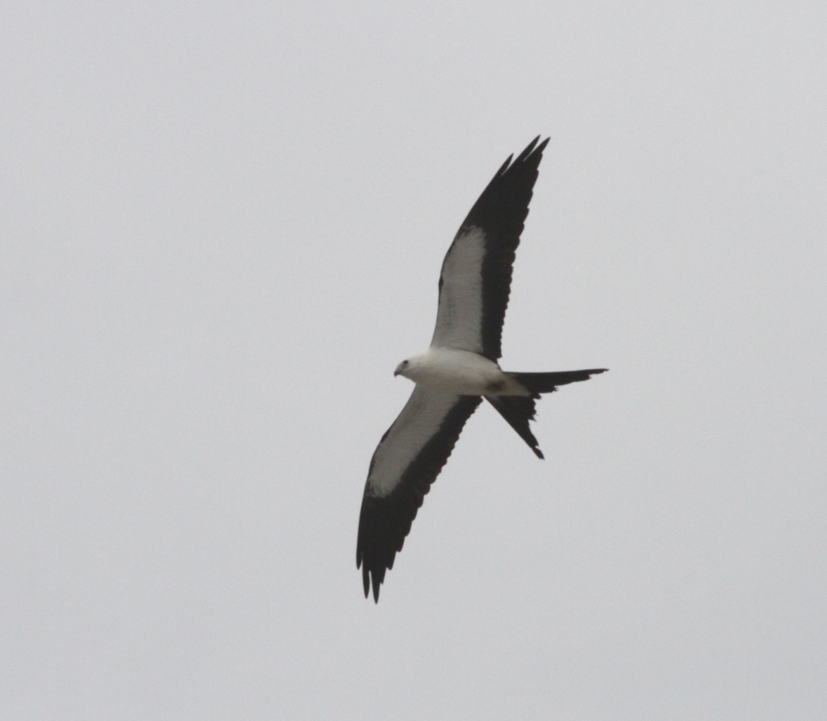 Swallow-tailed Kite - ML608487784