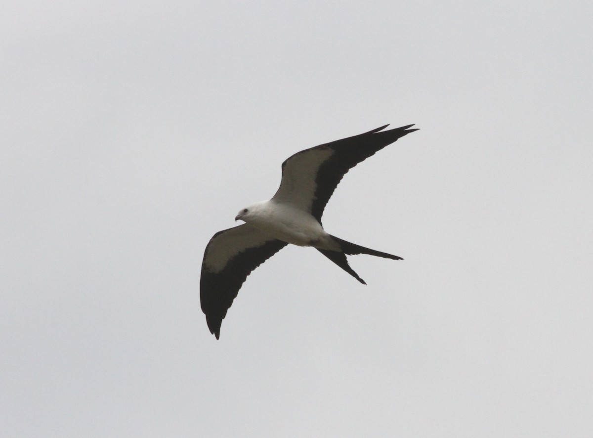 Swallow-tailed Kite - ML608487786